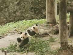-都江堰中华大熊猫苑