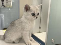 -瑞派·关忠动物医院·异宠专科·犬猫肿瘤·皮肤专科(望京店)