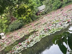 -野象谷景区