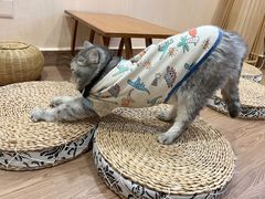 -楼上猫咖(罗湖店)