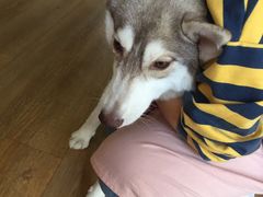 -Husky Go! 哈士奇体验馆·宠物咖啡厅狗咖