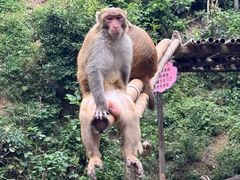 -西双版纳原始森林公园