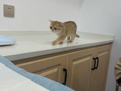 -天使宠物医院·犬猫分诊(彩虹店)