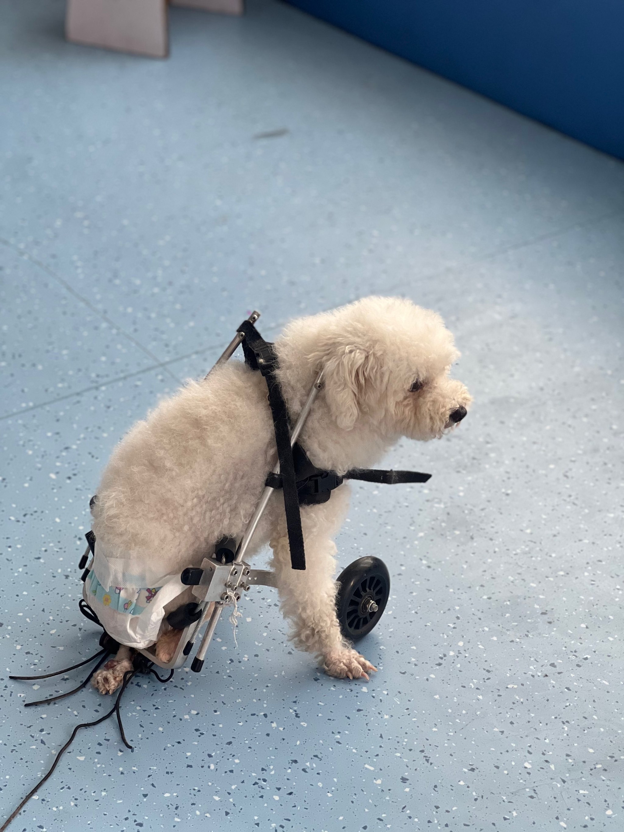 宁波这家宠物医院