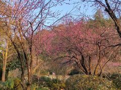 -桃花岭景区