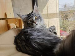 -十年猫舍·猫咪专门店(普陀店)