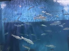 -上海长江河口科技馆
