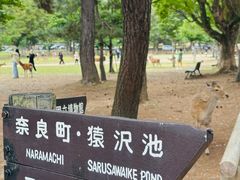 -奈良公园