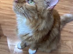 -MOCHA明星猫咖(田子坊店)