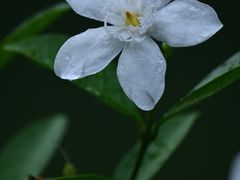 -新加坡植物园