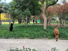 -达蓬山星梦乐园