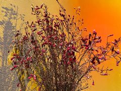 -Fridi Patisserie Cafe