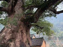 -杨家堂村