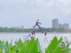-顺峰山公园