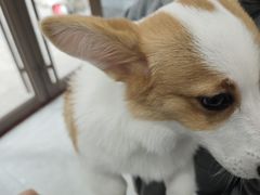 -瑞鹏宠物医院·超声·骨科·奇麟分院(蜀都万达店)