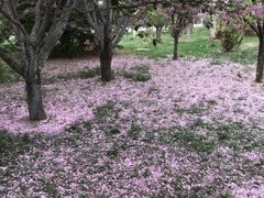 -莱阳濯村樱花园