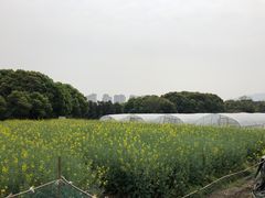 -胜丰草莓采摘园