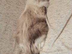 -藏猫猫咖啡主题馆(中央大道店)