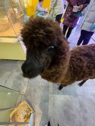 -神奇动物撸宠馆·羊驼·小浣熊·异宠(豫园店)