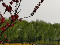 -大兴滨河森林公园