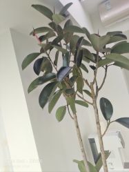 -HEYAN荷妍专业脱毛连锁机构