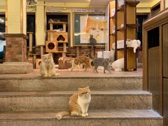 -more than meow吴止猫主题餐厅(承德 中船汇店)