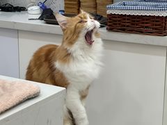 -喵园·猫主题咖啡厅·撸猫·猫咖(国贸店)