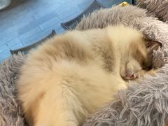 -李小姐の猫咖啡馆(五角场店)