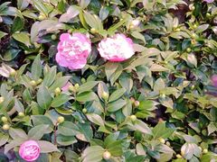 -大自然花鸟鱼虫市场