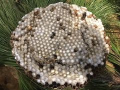 -昆虫窝子·特色云南菜(拓东路总店)