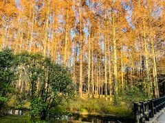 -上海共青森林公园