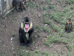 -大连森林动物园