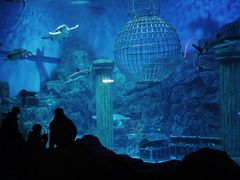 -芜湖新华联大白鲸海洋公园