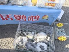 -中环花鸟鱼虫市场