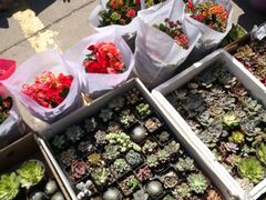 -中环花鸟鱼虫市场