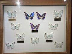 -上海昆虫博物馆