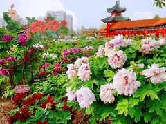 -曹州百花园
