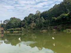 -深圳仙湖植物园