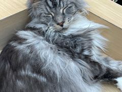 -瞄一喵猫咖(格力海岸店)