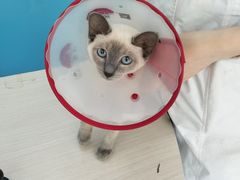 -佳怡动物医院·平价24小时·猫专科骨外科