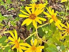 -昆山城市生态森林公园