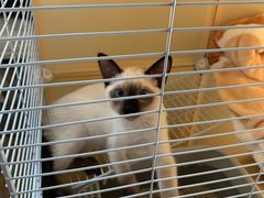 -屋虎猫馆(宝安大仟里店)