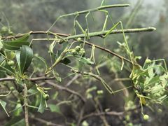 -上海昆虫博物馆