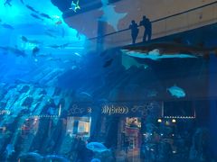 -迪拜水族馆及水下动物园