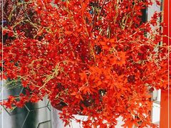 -红辣椒·川菜·火锅(大洋中心店)