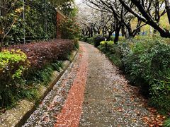 -高东镇樱花园