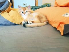 -喵百万·布偶·蓝金金渐层英短·猫舍(百子湾店)
