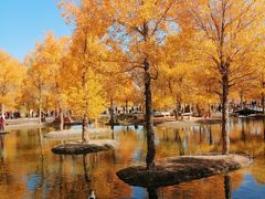 -金塔沙漠胡杨林景区