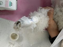 -北京观赏动物医院·24小时大型综合·猫专科·异宠专科