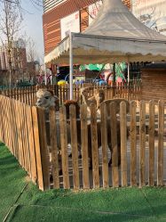 -萌宠亲子动物乐园(槐房万达店)